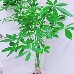 Beautiful 7 Leaf Money Tree - 5’3” Tall - Indoor Plant - It Looks More Bigger In Person 