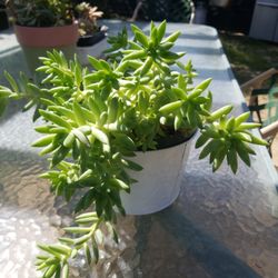 Suculent Plant