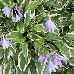 Beautiful Hostas Plant 