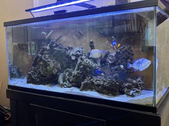 Salt Water Aquarium