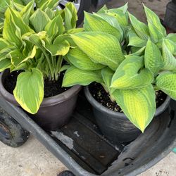 Hosta Plants 