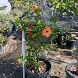 Hibiscus
