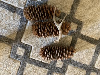 Very Large Pine cones sand Deer Shed