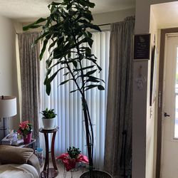 “Real “ Tall Plant