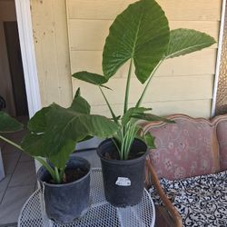 Elephant Ear Plants 