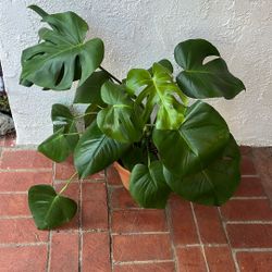 Monstera Deliciosa Plant 