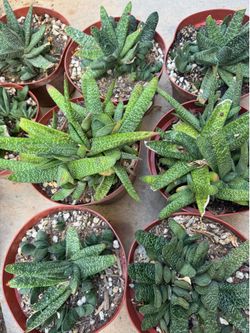 Gasteria succulents