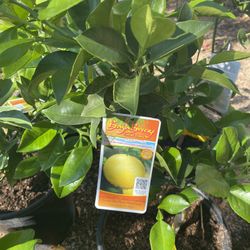 Fruit Trees 