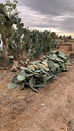 Free cactus nopales