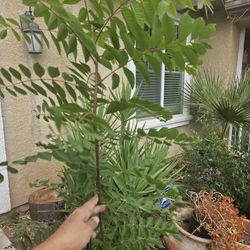 Time Tomtake It Home And Trasplant.  Is Over 5ft Tall. Will Fig Out Whe. Pick Up.  No Pot. 