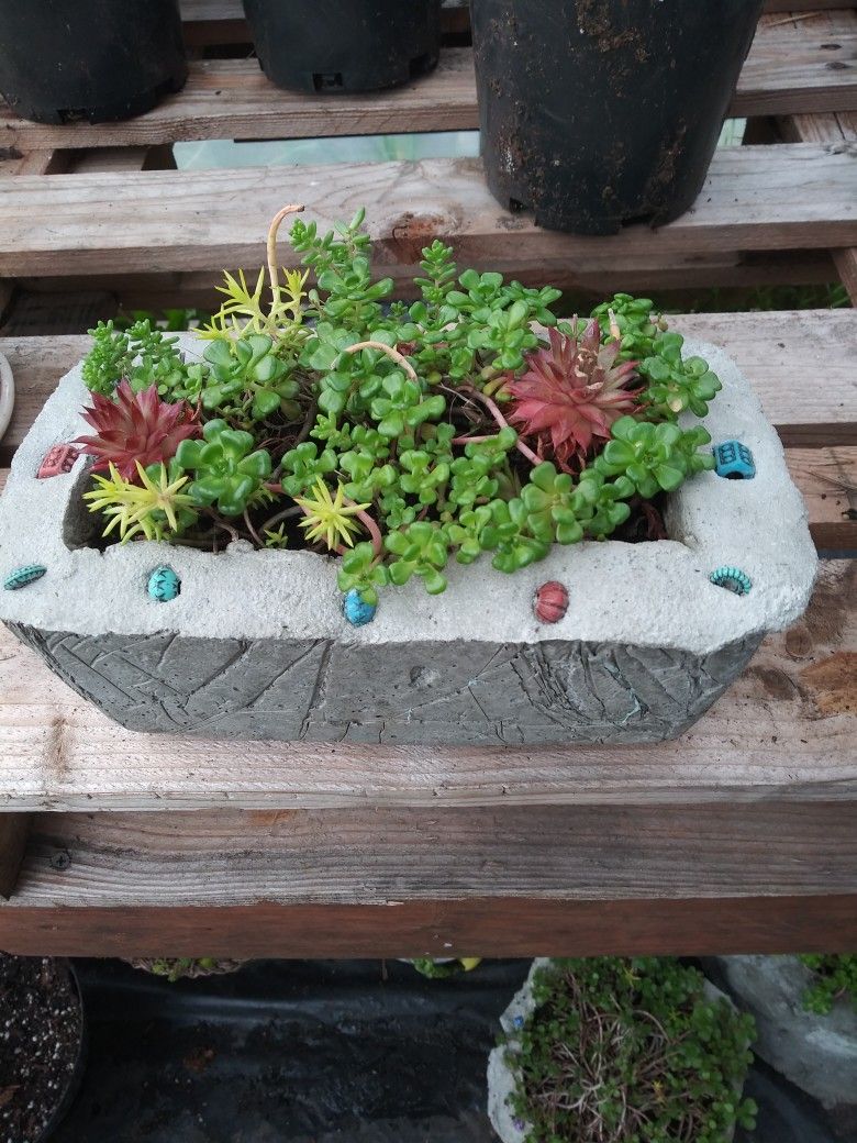 Succulent