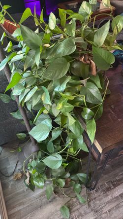 Large Pothos/Philodenron