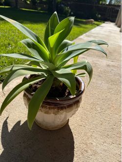Foxtale agave plant