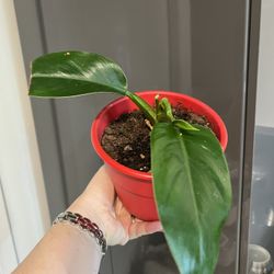 Housplant Royo Congo Phisical 