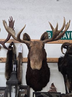 Large Moose Taxidermy Mount Cabin Lodge Decor