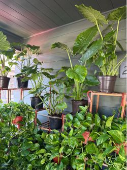 Large Selection of Beautiful Houseplants Available
