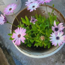 Flowers plant  With Pot 