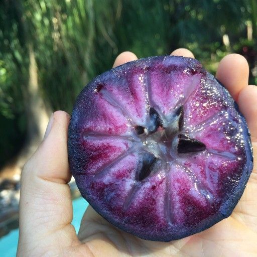 Nueva Esperanza Nursery Les Ofrece Gran Variedad De Árboles Frutales Tel (contact info removed)