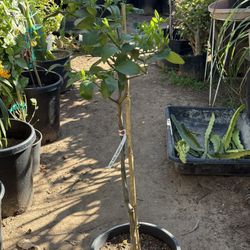 RAY RUBY grapefruit tree 5 Gallon