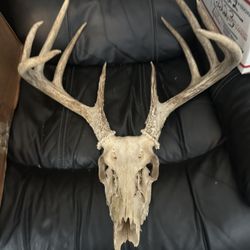 European deer Mount