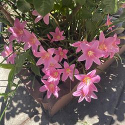 Muy bonita plantita por tres dólares