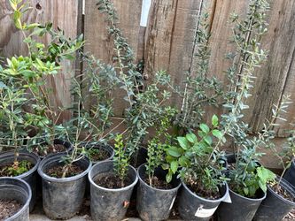 Olive trees one and a half foot tall $15 each Olive trees one and a half foot tall $15
