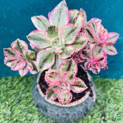 Aeonium Qing Hua Ci Variegated mini bonsai tree/青花瓷/live rooted/old trunk