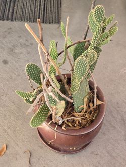 Cactus