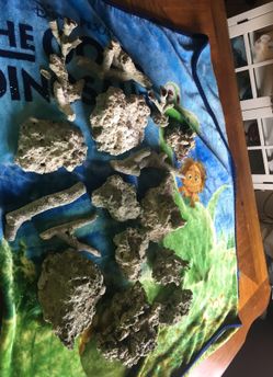 Saltwater corals for fish tank