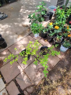 Purple Lantana Plant 