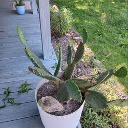 Healthy Mature Cactus Potted Plants and white pots perfect for outdoor decor