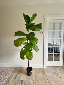 Large fiddle leaf fig tree