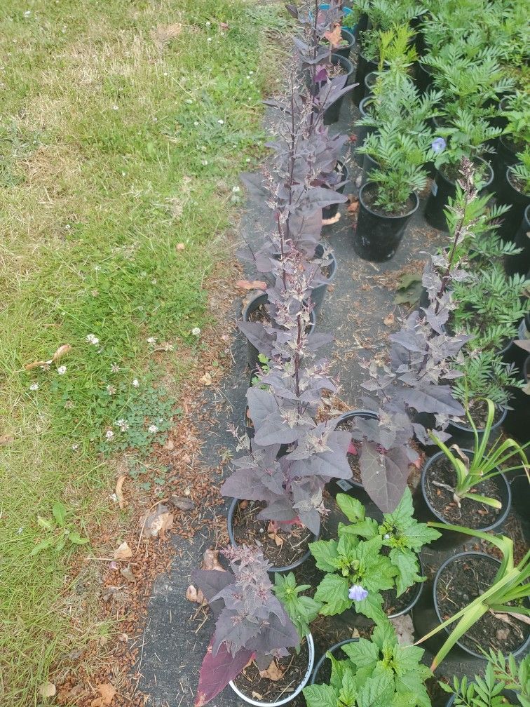 Garden Orache Each $5