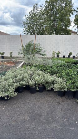 Plants