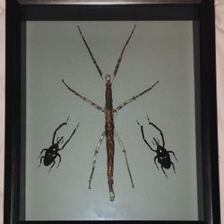 Taxidermy Framed Giant Stick Insect and Giant Bamboo Weevils