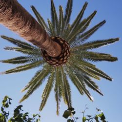 Trees 🌳🌳 Palms 🌴🌴 Trimming 