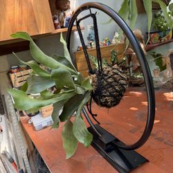 Metal Gong Holder With Staghorn Fern Kokedama