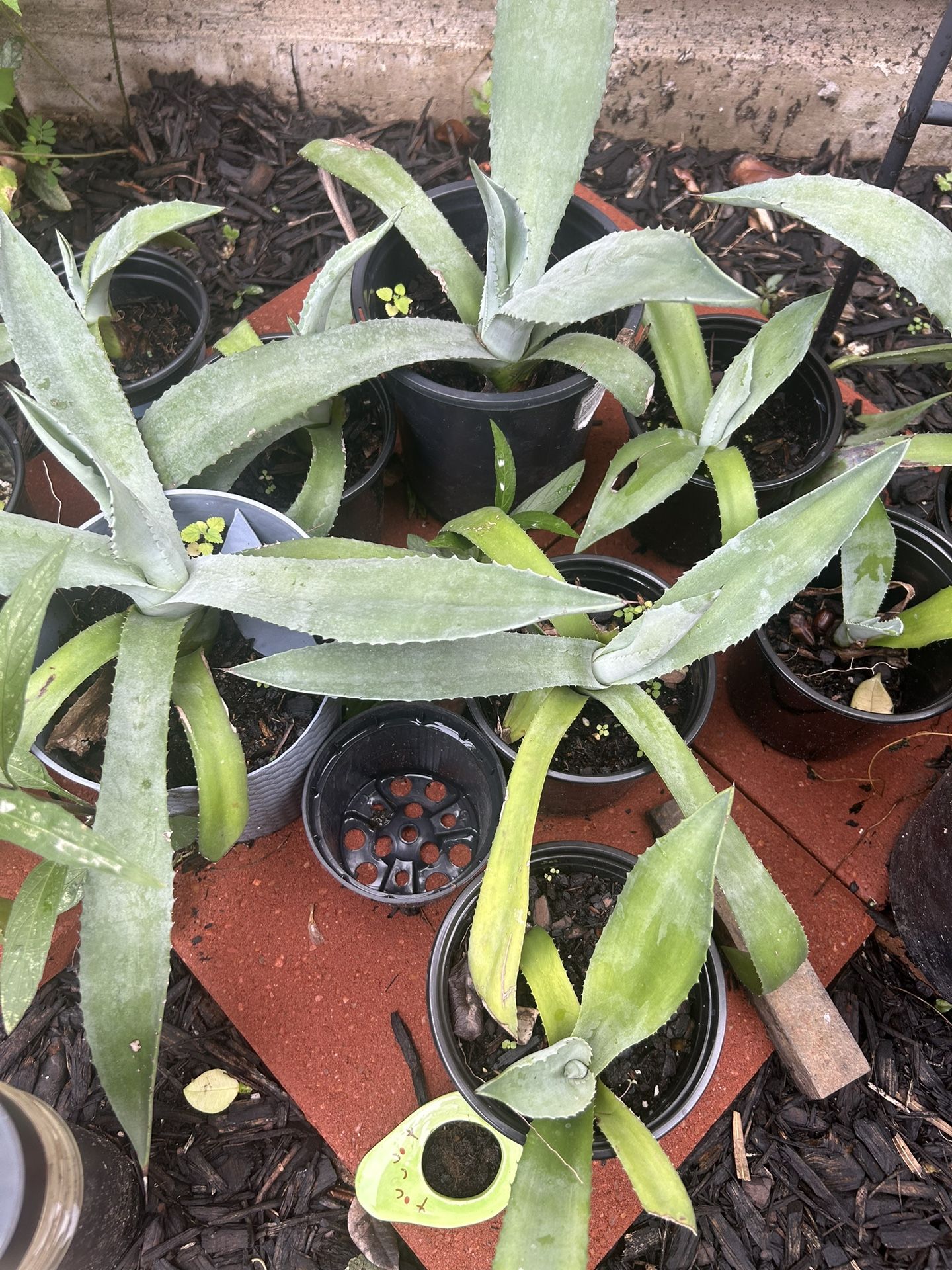 Plant $5 Or Trade