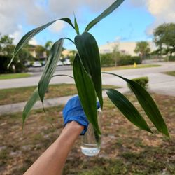 Japanese Bamboo.  Lucky Bamboo Plants.  $5