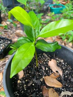 Baby black sapote trees