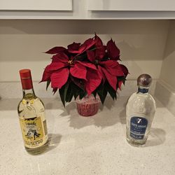 Free Plant For Holidays  Dn Me 