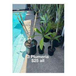 Plants (5gallon and (2)1gallon Plumeria’s )unknown color for small ones🌿$25 all