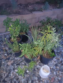 Plants Chile oregano Nopal savila durasno