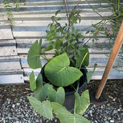 Wild Cherry Tree With Elephant Ear Plant