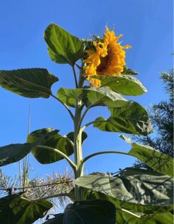 Giant sunflower seeds