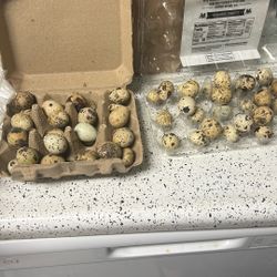 Quail Eggs