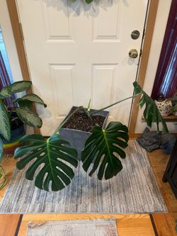 Monstera Start