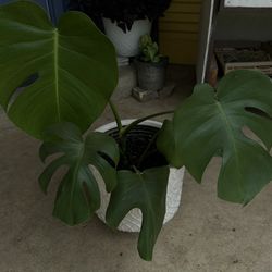 Monstera Indoor/ Outdoor Plant 
