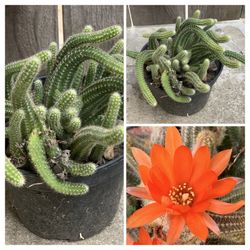 POTTED PEANUT CACTUS PLANT BLOOMS ORANGE-RED FLOWERS  Cash only  