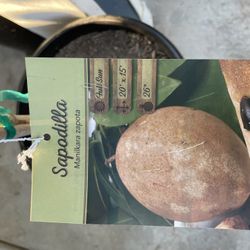 7 Gallon Sapodilla